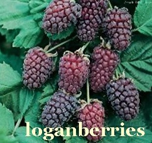 Loganberries